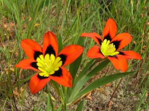 Características y cultivo de la Flor Arlequín (Sparáxis Tricolor)