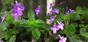 Cuidados y características de la Violeta Colgante (Streptocarpus saxorum)