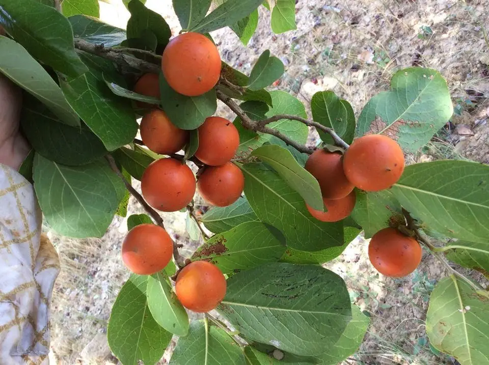 Strychnos nux-vomica 