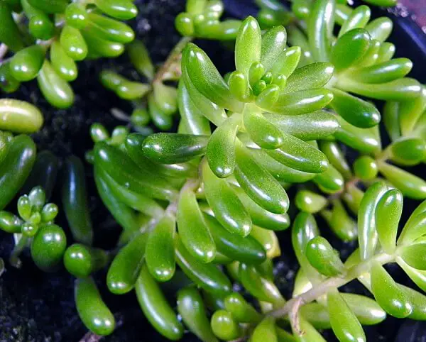 Suculentas de dedo de niña