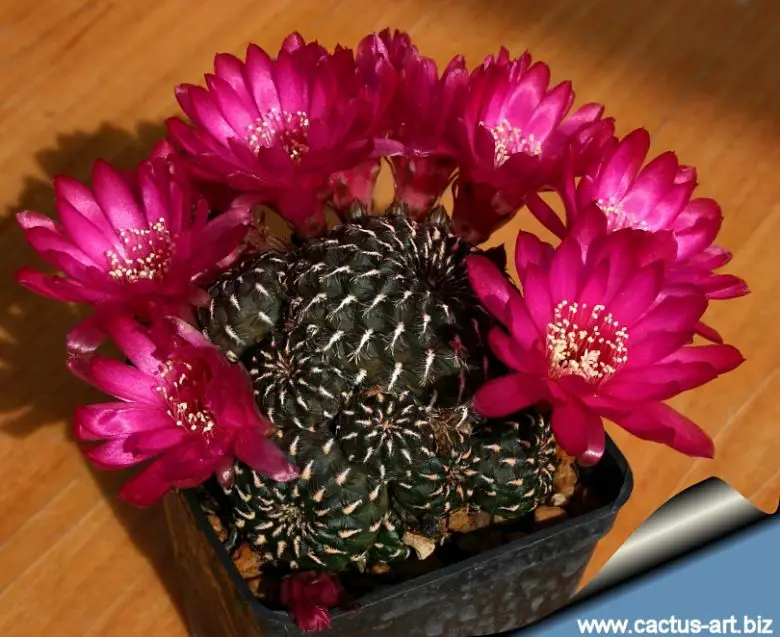 Sulcorebutia rauschii