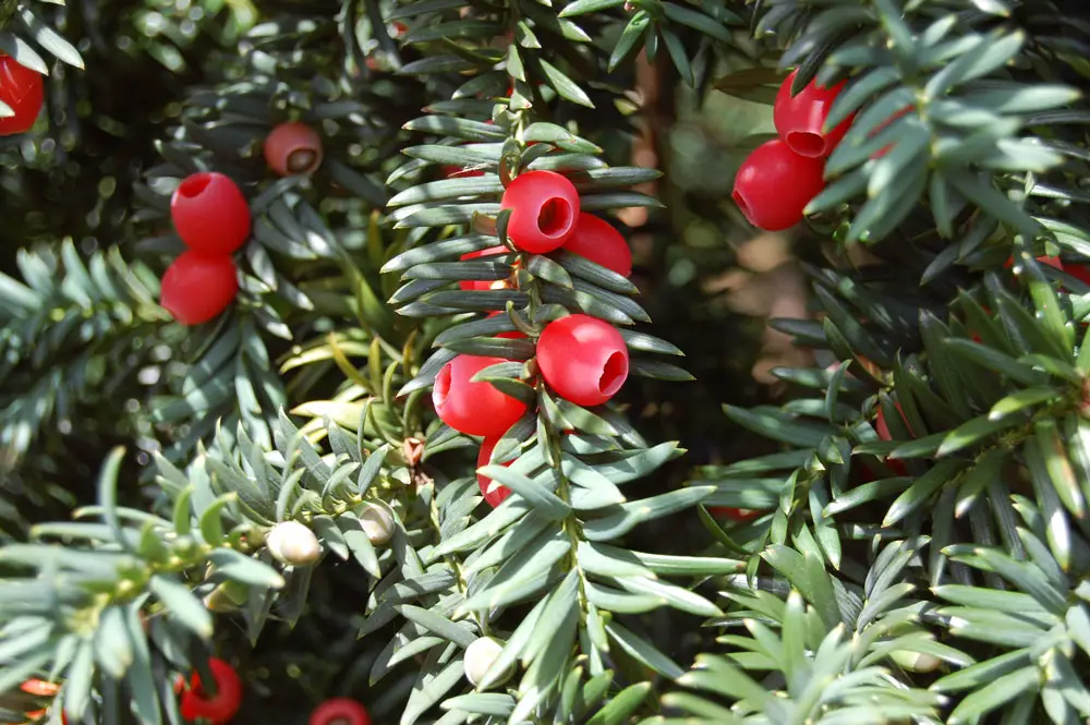 Taxus baccata (sí)
