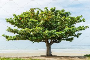 Características del sombrero de playa (Terminalia catappa)