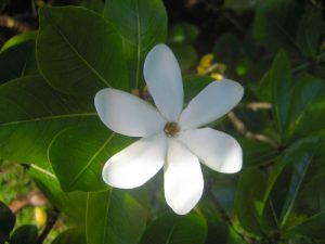 Características de la Gardenia de Tahití (Gardenia tahitensis)