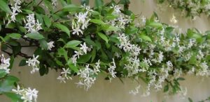 El cuidado de un jazmín estrella (Trachelospermum jasminoides)