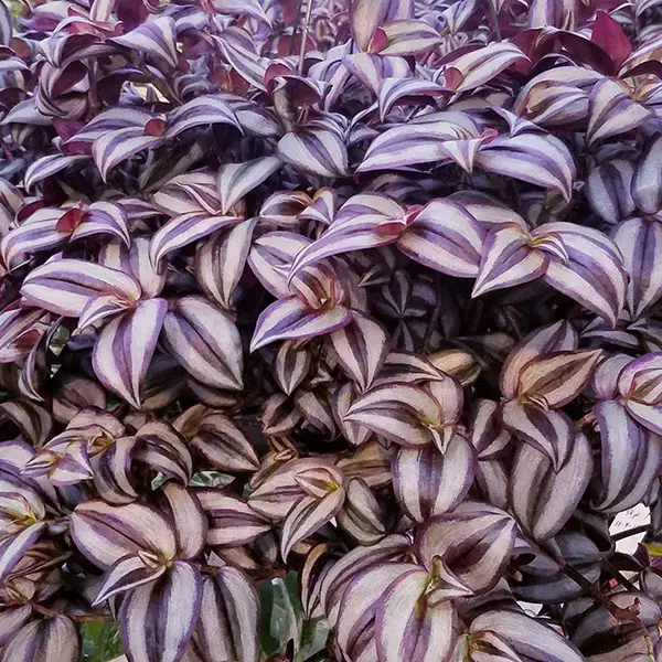 Zebrine tradescantia