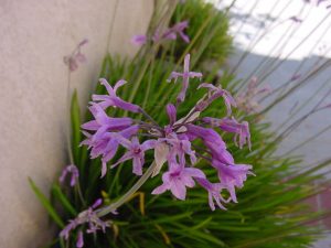 Características del ajo social (Tulbaghia violacea)