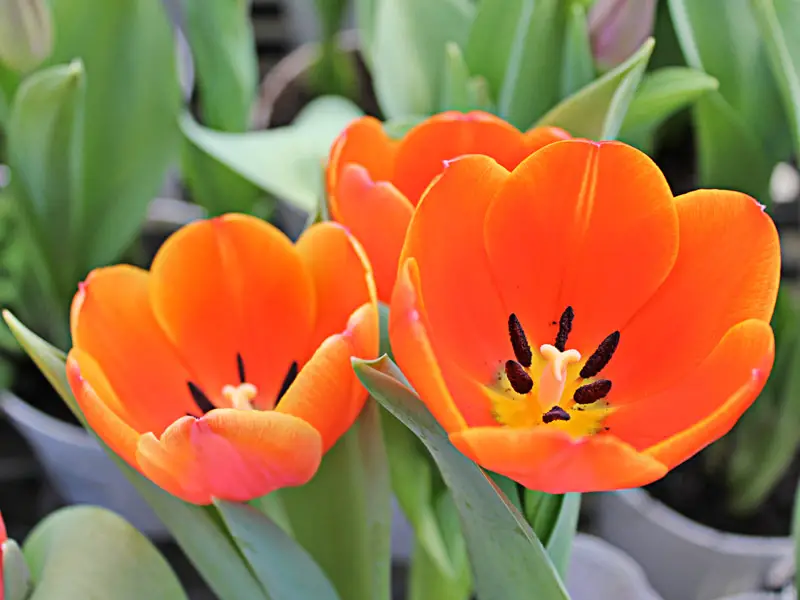 Flor de tulipán