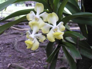 La mejor madera para plantar orquídeas