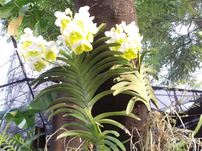 Vanda-Sanderana-Alba Vanda-Sanderana-Alba