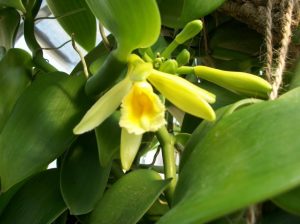 Características - Origen y especie de la orquídea vainilla
