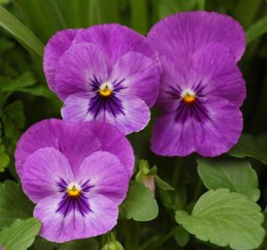 Características y cultivo de Mariposa Violeta (Viola x Wittrockiana)