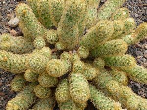 aprende a plantar el cactus Lady's Finger (Mammillaria elongata)