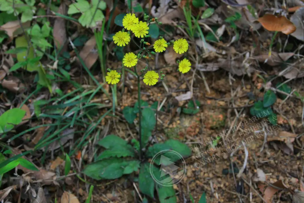 youngia japonica