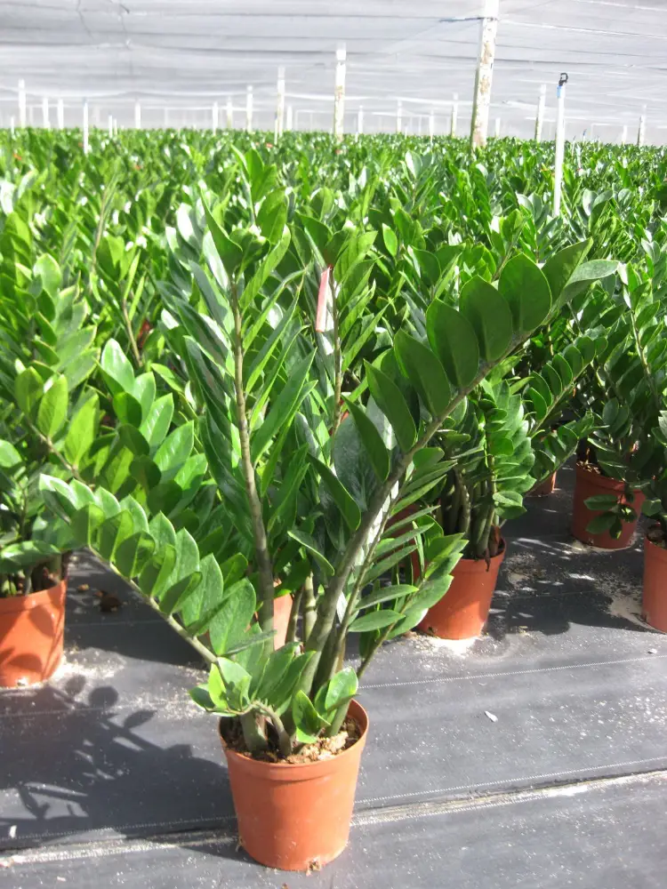 Zamioculcas