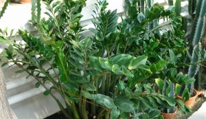 Qué hacer cuando aparecen manchas blanquecinas en las hojas de Zamioculcas