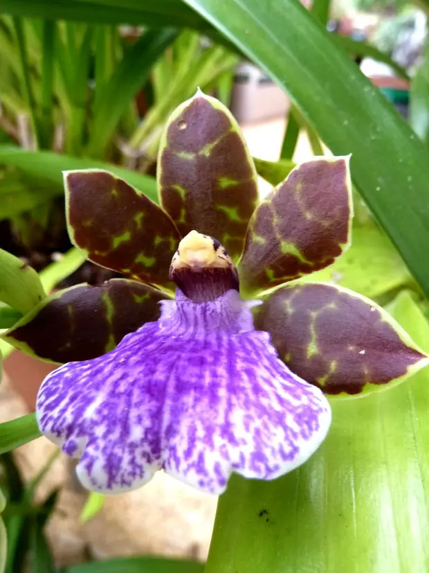 Zygopetalum-híbrido