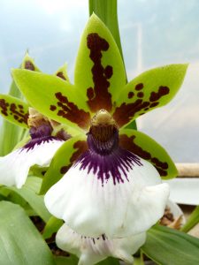 Descubre los secretos para cultivar la orquídea Zygopetalum