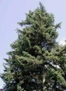 Abeto blanco