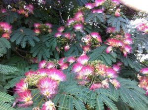 Acacia de Constantinopla