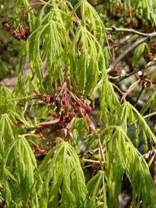 Arce palmeado - Acer palmatum