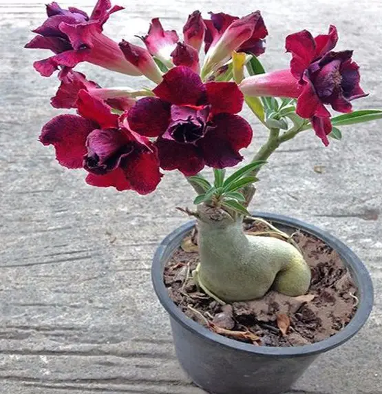 adenium adenium