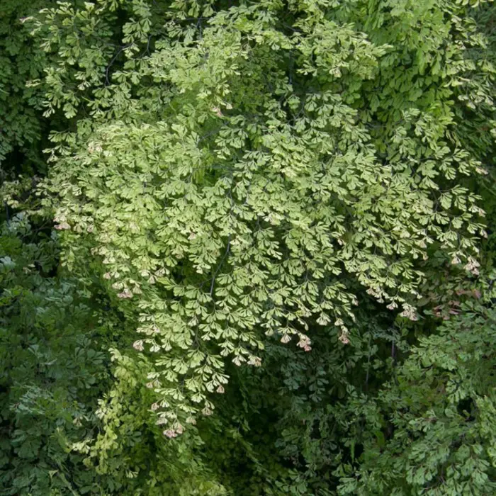 adiantum microphyllum adiantum microphyllum