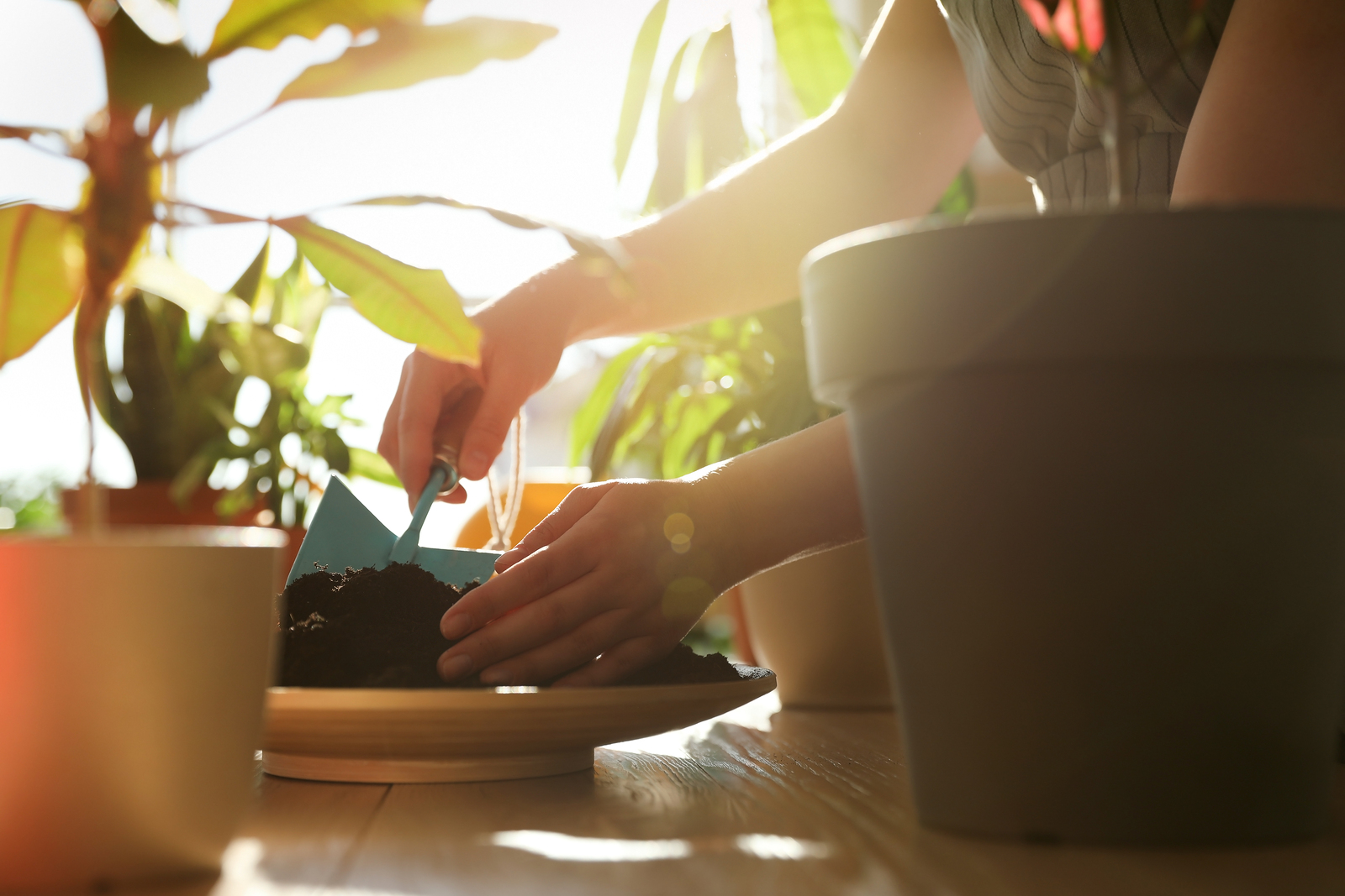 Mujer cuidando de plantas caseras en el interior, primer plano.