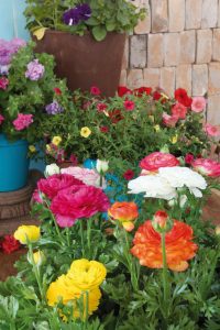 Aprenda a fertilizar sus plantas con flores