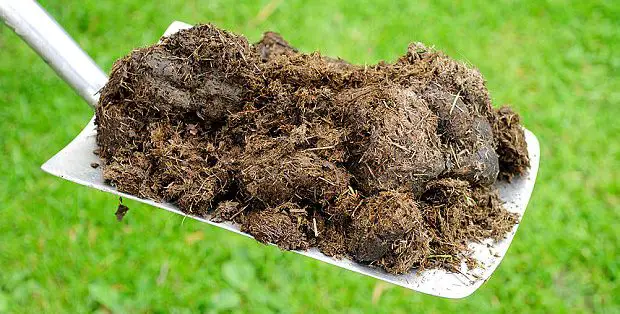 fertilizante orgánico fertilizante orgánico