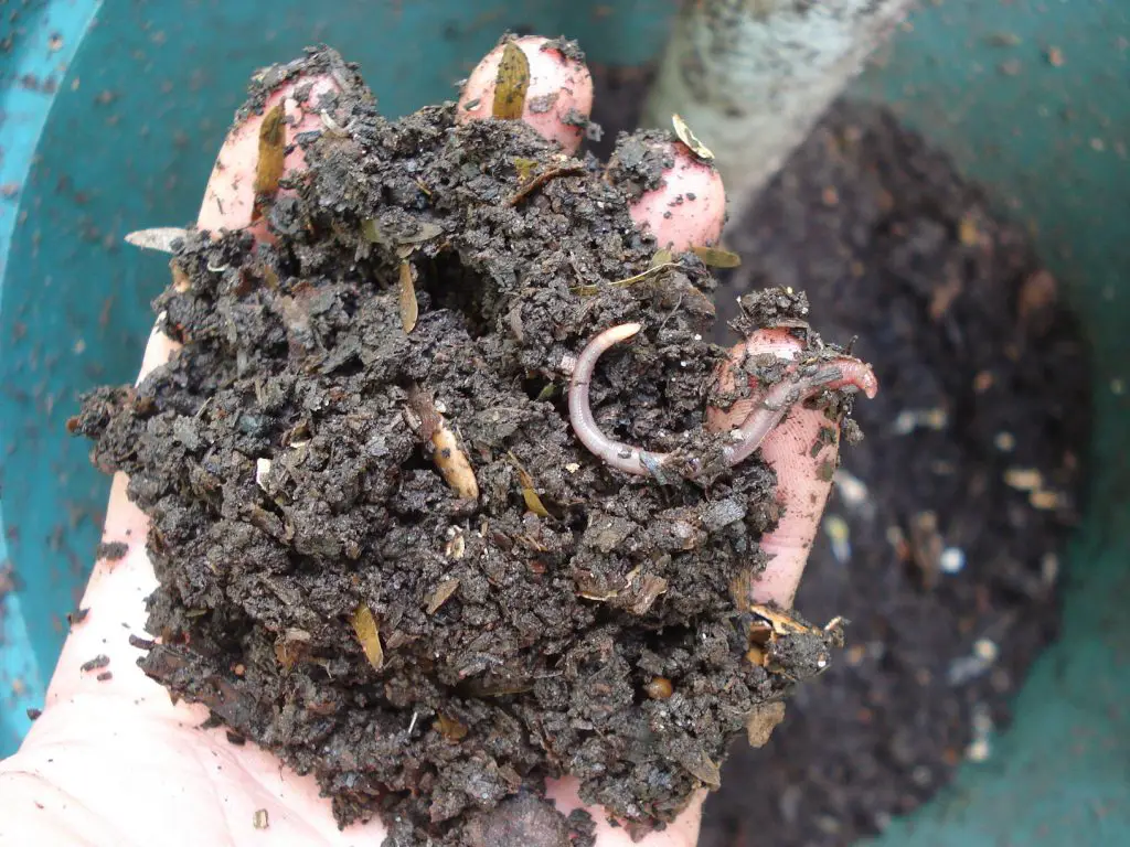 fertilizante orgánico