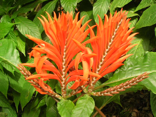 coral afelabdra