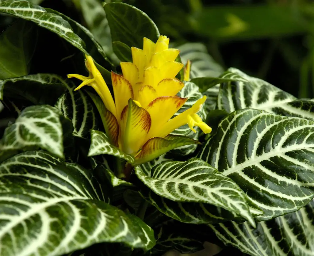 afelandra amarilla afelandra amarilla