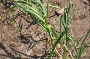 Ajo - Allium sativum