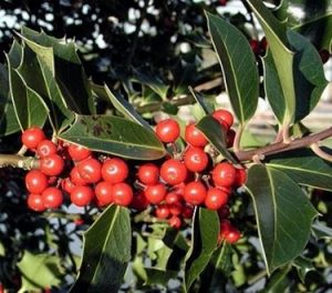 Acebo - Ilex aquifolium
