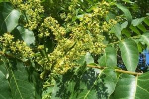 ailanthus - Ailanthus altissima