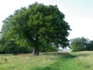 árbol de nueces