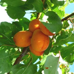 Albaricoque - Prunus armeniaca