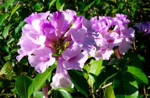 Características del ajo (Mansoa alliacea)