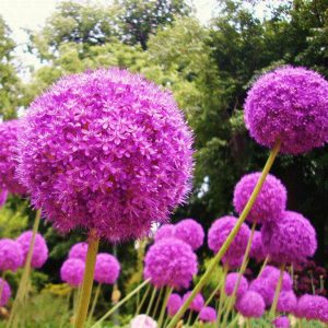 aprende a cultivar ajo ornamental (Allium Giganteum)