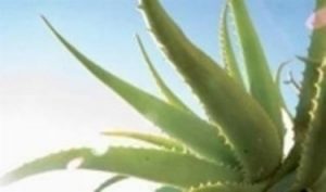 Aloe vera