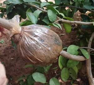 Alporquia - Propagación de plántulas