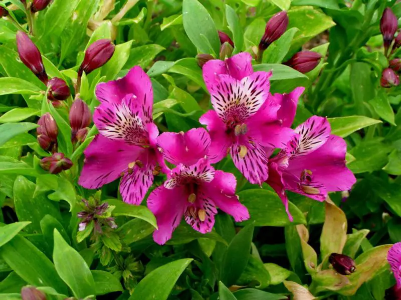 alstroemeria-2