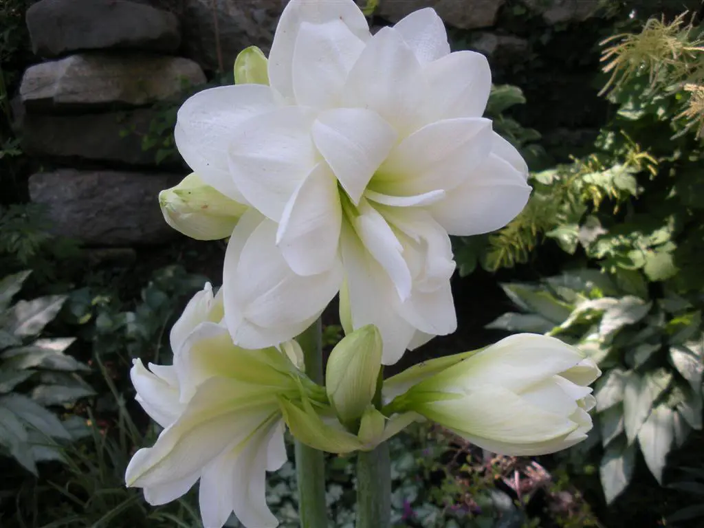 amarilis blanco amarilis blanco