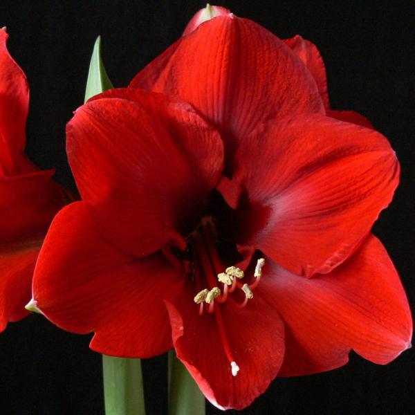 amarilis roja amarilis roja