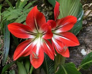 Cultivo Amarílis - Nuestro Tulipán Brasileño