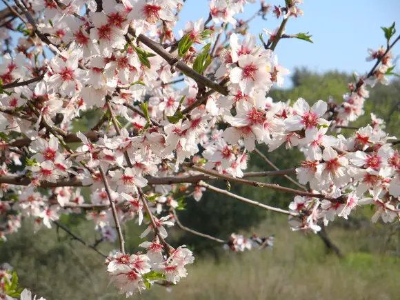 flores de almendro