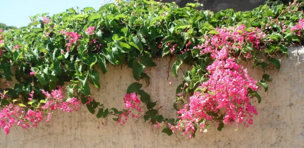 amorcito (antigonon-leptopus)