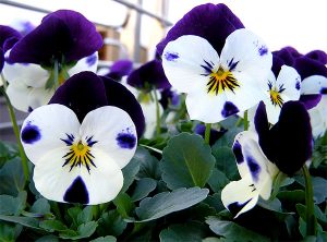 Aprenda a semear o Amor-perfeito (Viola tricolor)