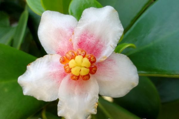 flor de clusia